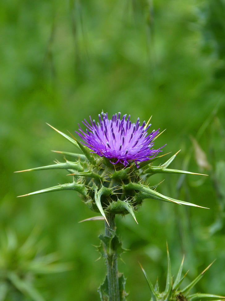 thistle flower, thistle, beauty, thorns
