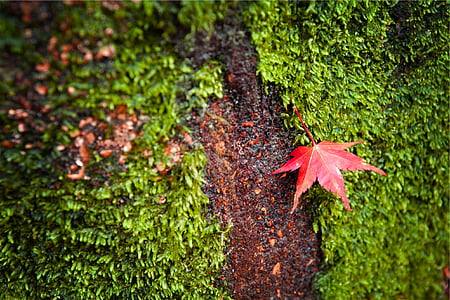 žalia, lapų, žolės, rudenį, keisti, raudona, Gamta