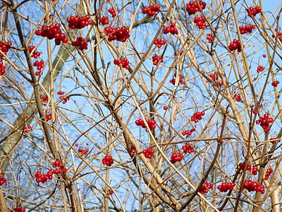 Thiên nhiên, cây, Tổng thống Bush, thẩm Mỹ, quả mọng, màu đỏ, thực phẩm gia cầm