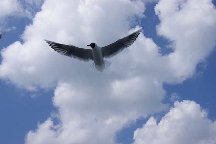 seagull, birds, sky, nature, lake, sea, cloud
