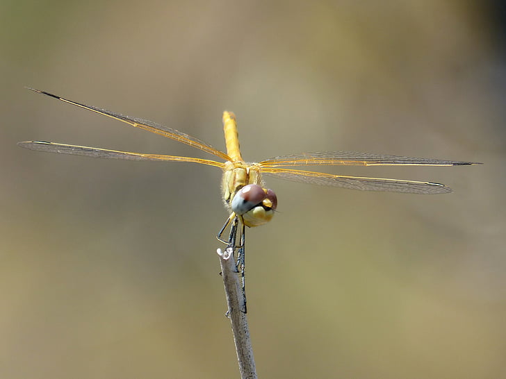 dragonfly, yellow dragonfly, cordulegaster boltonii, branch, stem