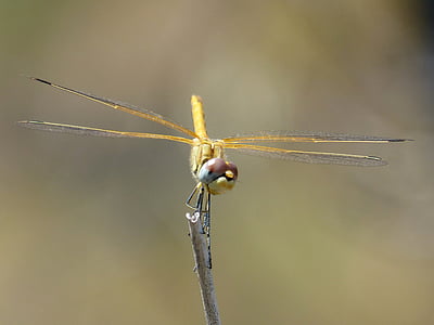 Dragonfly, gul dragonfly, Cordulegaster boltonii, gren, stængel