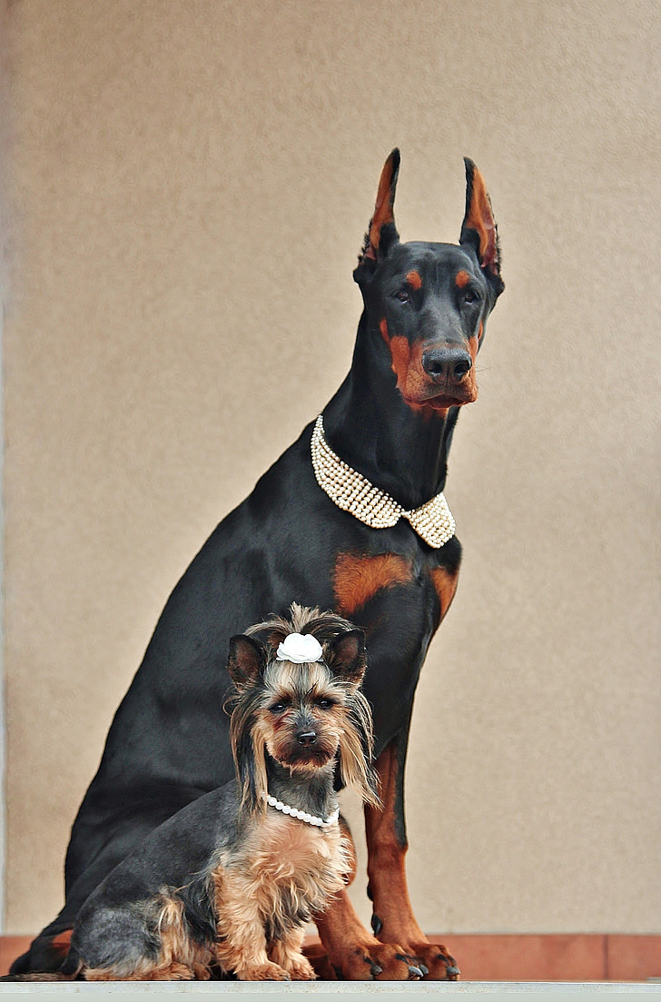 yorkshire terrier, doberman, dogs, portrait, friendship, poesing, animals