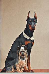 Yorkshire terrier, Doberman, anjing, potret, persahabatan, poesing, hewan