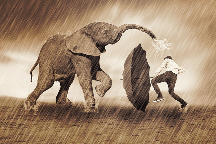elephant, play, rain, umbrella, nature