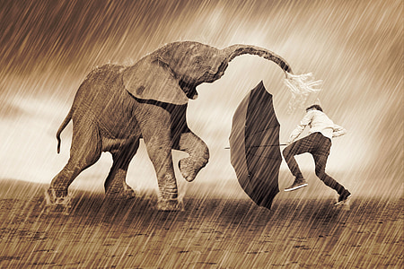 elefant, jugar, pluja, paraigua, natura