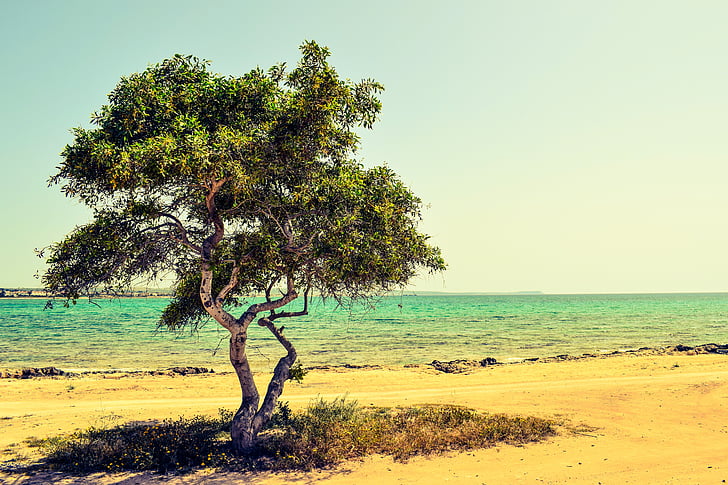 cyprus, potamos liopetri, tree, beach, sea, landscape, scenery