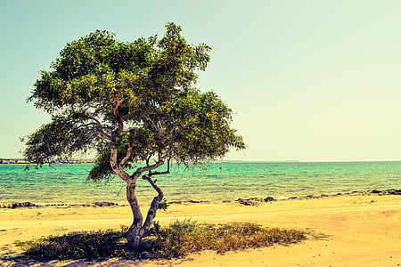Cypern, Potamos liopetri, træ, Beach, havet, landskab, landskab