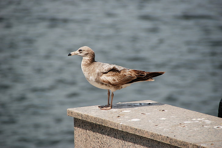 Seagull, aves, Playa de Incheon, costa oeste, Nuevo, mar, gaviotas