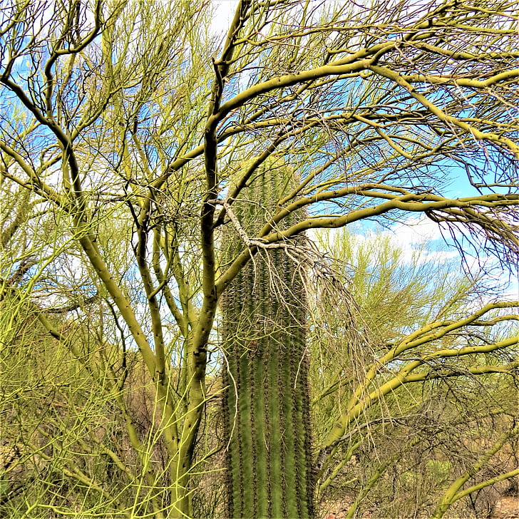 Arizona, kaktus, Saguaro, obloha, zelené stromy