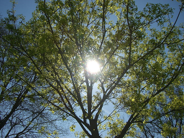 слънце, синьо зелено, дърво, растителна, небе, листа