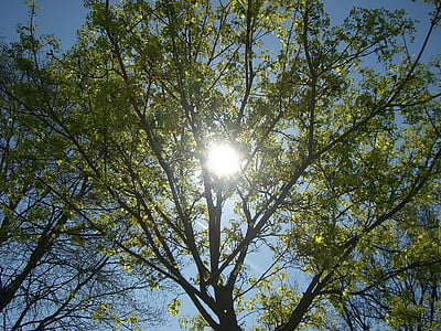 sol, verde azul, árbol, planta, cielo, hojas