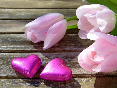 heart, pink, chocolate, tulips, sunlight, sun, out