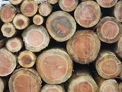 biji-bijian kayu, log, alam