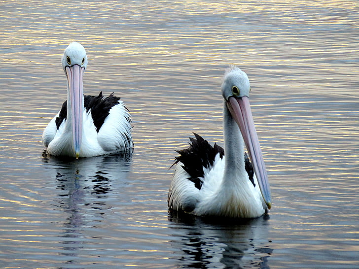 pelikáni, jezero, mírové, volně žijící zvířata, Příroda, zvíře, Wild