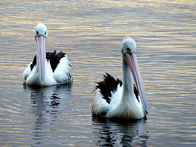 pelikaner, sjön, fredliga, vilda djur, naturen, djur, vilda