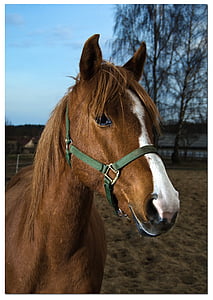 horse, portrait, horse head, animal, close, graceful, mare