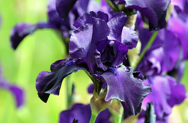 blue iris, iris flower, garden flower, iris, bloom, greens, ornamental plant