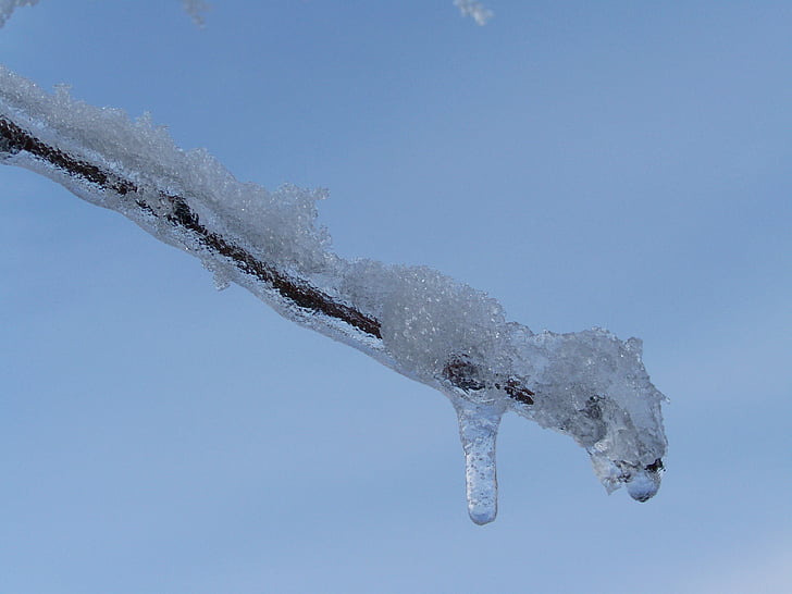 Icicle, Frosty branche enneigée, hiver, glace, froid - température, nature, congelés