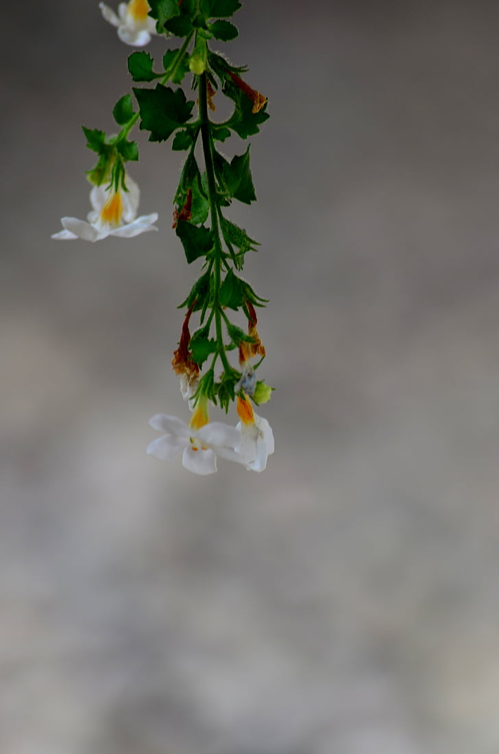 flor, Closeup, Blanco, planta, macro, naturaleza, verde