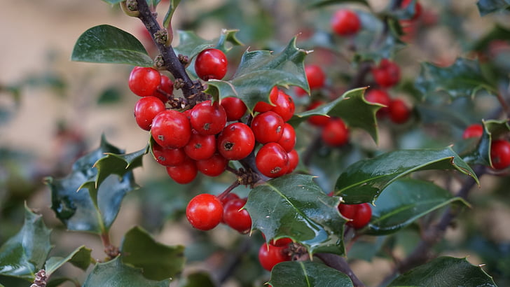 Holly boom, Houx, stechpalme, Holly, Boix grevol, Kerst, natuur