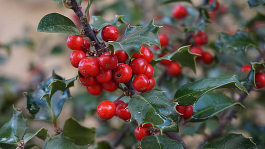 Holly tree, houx, stechpalme, Holly, Boix grevol, jõulud, loodus