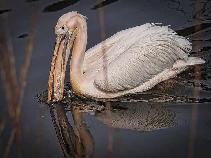 pelikan, bird, water, pond, water bird, nature, wild birds