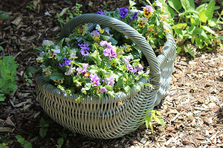basket, flowers, plant, wood, nature, flower, summer