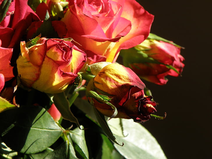 Роза, букет, цветя, цвете, декорация, червен, buquet