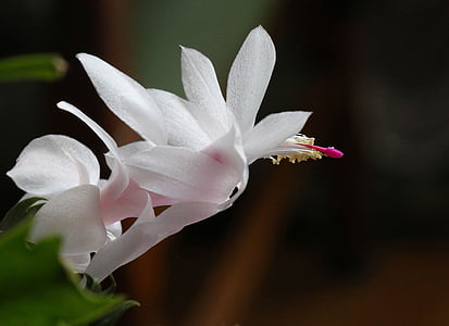 цветя стая, zigokaktus, след Декабристкото, бяло, природата, растителна, цвете