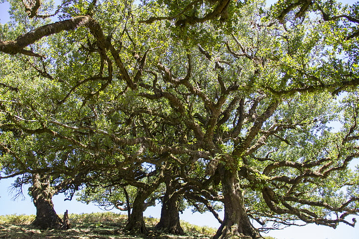Laurel skog, lagerträd, Madeira, gamla träd