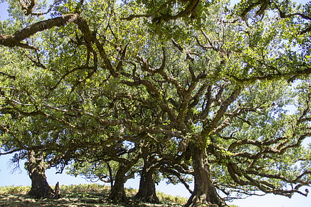 vegetazione lauracea, albero dell'alloro, Madeira, vecchi alberi