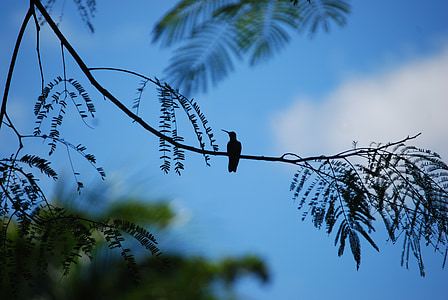 ocells, silueta, natura, vida silvestre