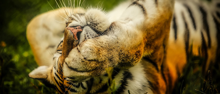 Tigre, animal, flora y fauna, macro, Closeup, depredador, descanso