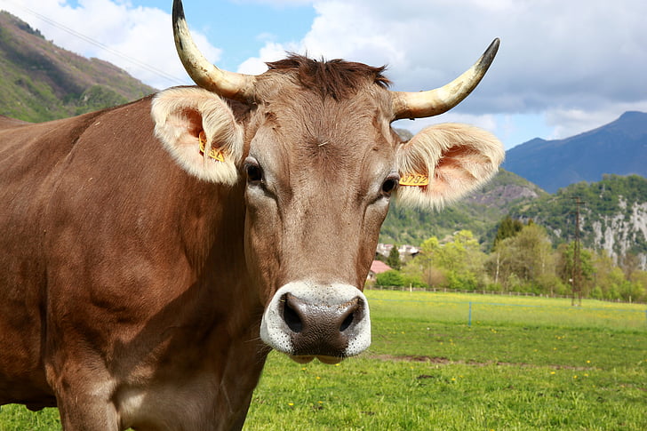 bovino, con bò, động vật, núi, chăn nuôi, đồng cỏ, mùa hè
