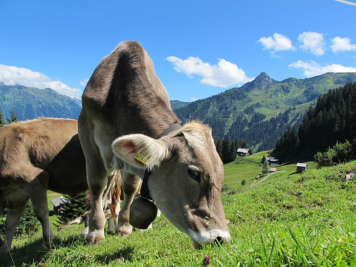karvės pienas, karvė, Austrija, kalnai, ganosi, melžiamos karvės, Alm