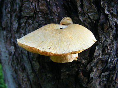 fungi, fungus, mushroom, growing, toadstool, tree, trunk