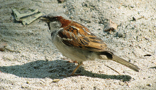 burung, Sparrow, sperling, Tutup, hewan, alam, satwa liar