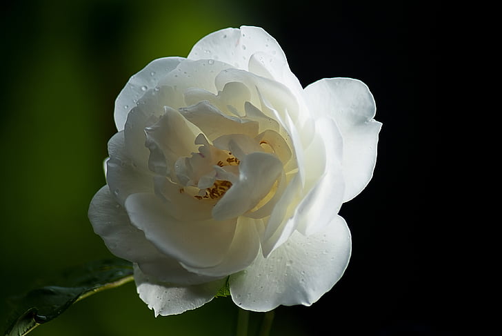 Rosa, Roser silvestre, natura, flor, flors blanques