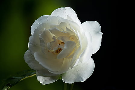 장미, 와일드 로즈, 자연, 꽃, 흰색 꽃