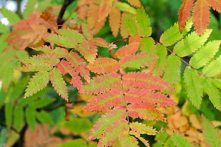 Rowan δέντρο, φθινοπωρινά φύλλα, πτώση, Rowan μούρο, πικρή ζελέ, φύλλο, φύλλα