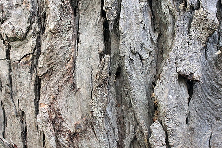 pohon, lama, kulit, kayu, kasar, latar belakang, tekstur