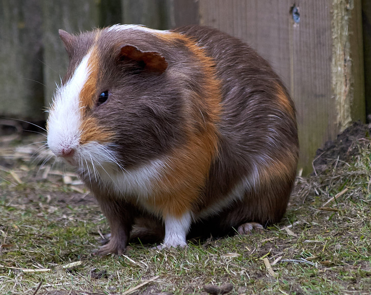 guinea pig, rodent, mammals, nature, animals, hairy, nose