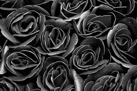 sort og hvid, roser, blomster, baggrund, sorg, farvel, gotisk