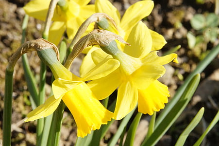 osterglocken, blomst, Blossom, Bloom, forår, gul, Narcissus