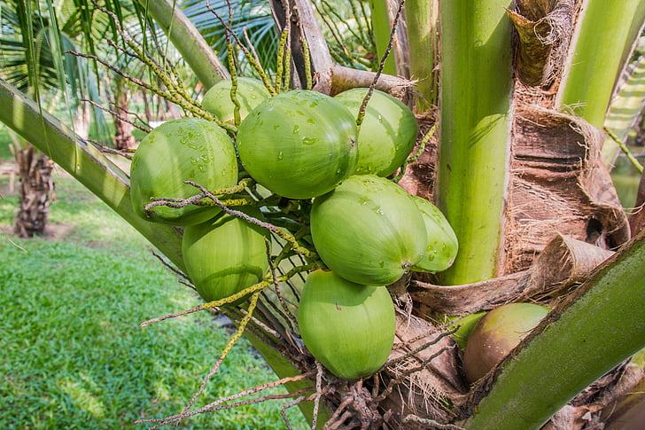 coconut, coconut trees, coconut perfume, food, nature, agriculture, fruit