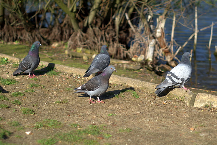 pigeons, dove, birds, bird, fly, animals, pen