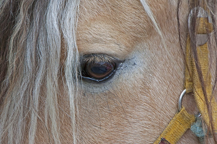 ló, Lófej, szem, pferdeportrait, természet, állat, barna