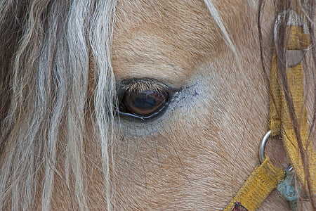 马, 马的头, 眼睛, pferdeportrait, 自然, 动物, 棕色
