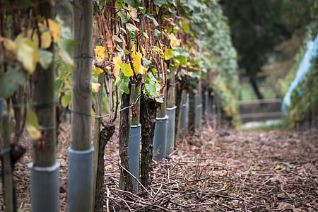 vine, vines, autumn, yellow, wine, vine leaves, leaves